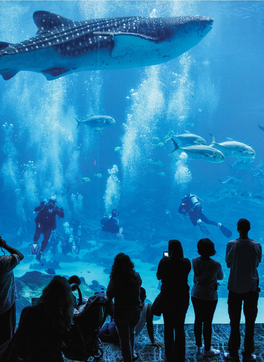 Why Georgia Aquarium Has A Whale Shark
