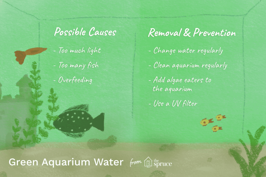 Image result for Why Is My Aquarium Cloudy Green: 2026 Guide to Fix It - Aquarium Tales