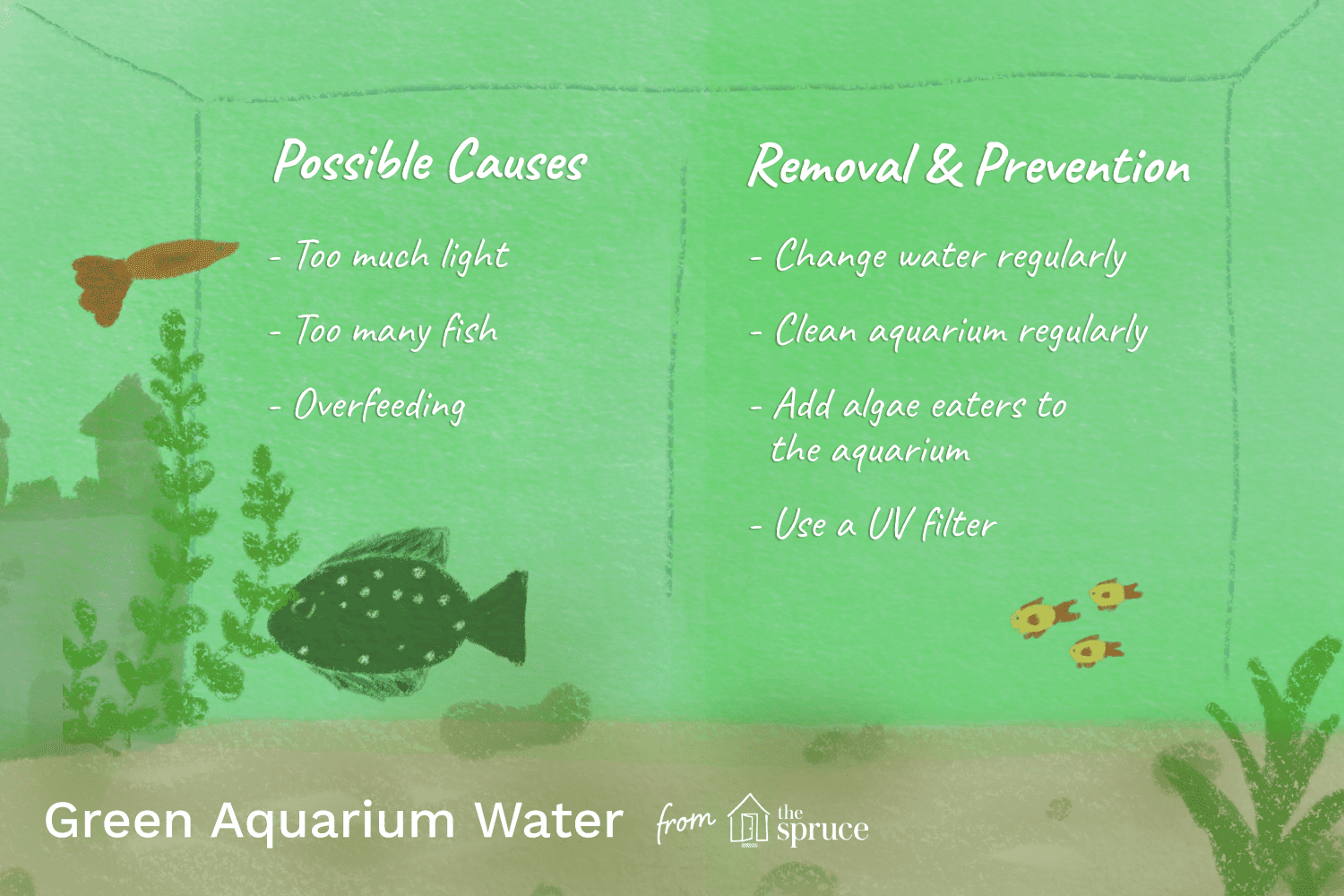 Why Water In Aquarium Is Green