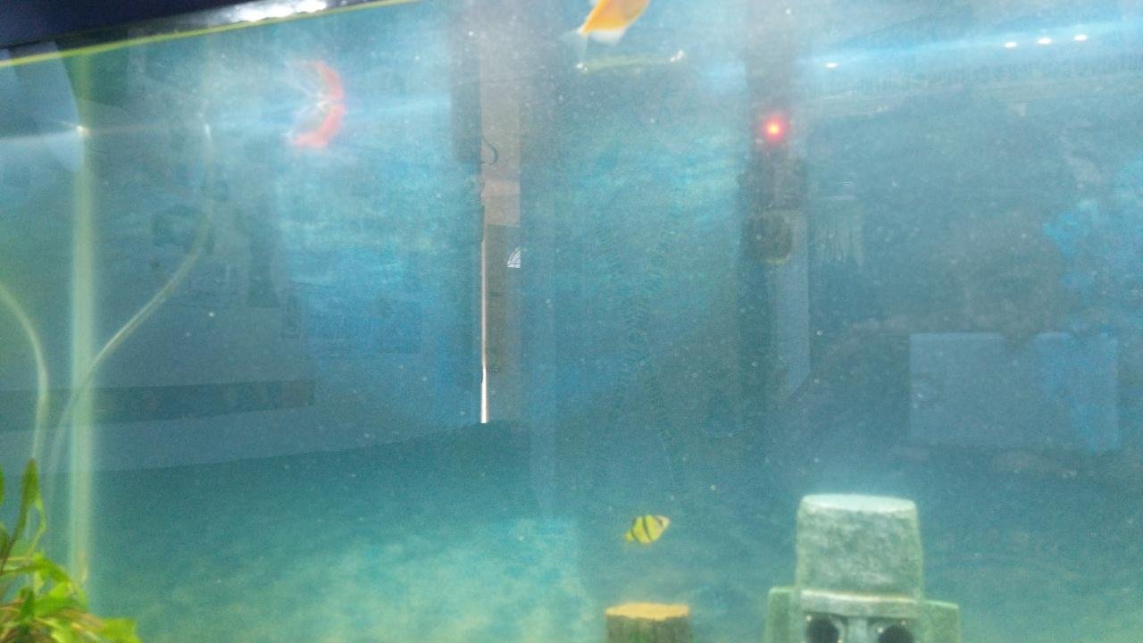 Why Is My Aquarium With Alot Of Debris