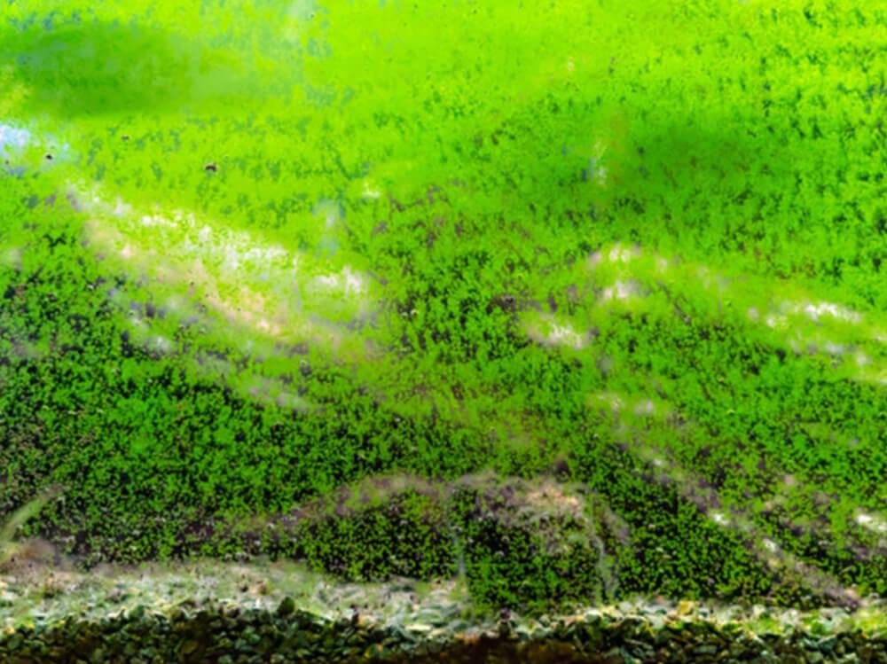 Why Does The Aquarium Water Turn Green