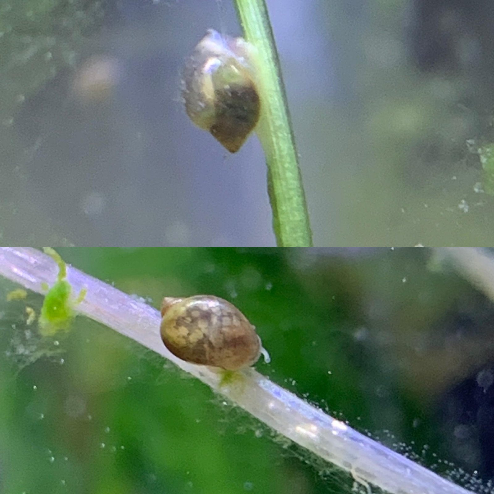 Why Have Snails Appeared In My Aquarium