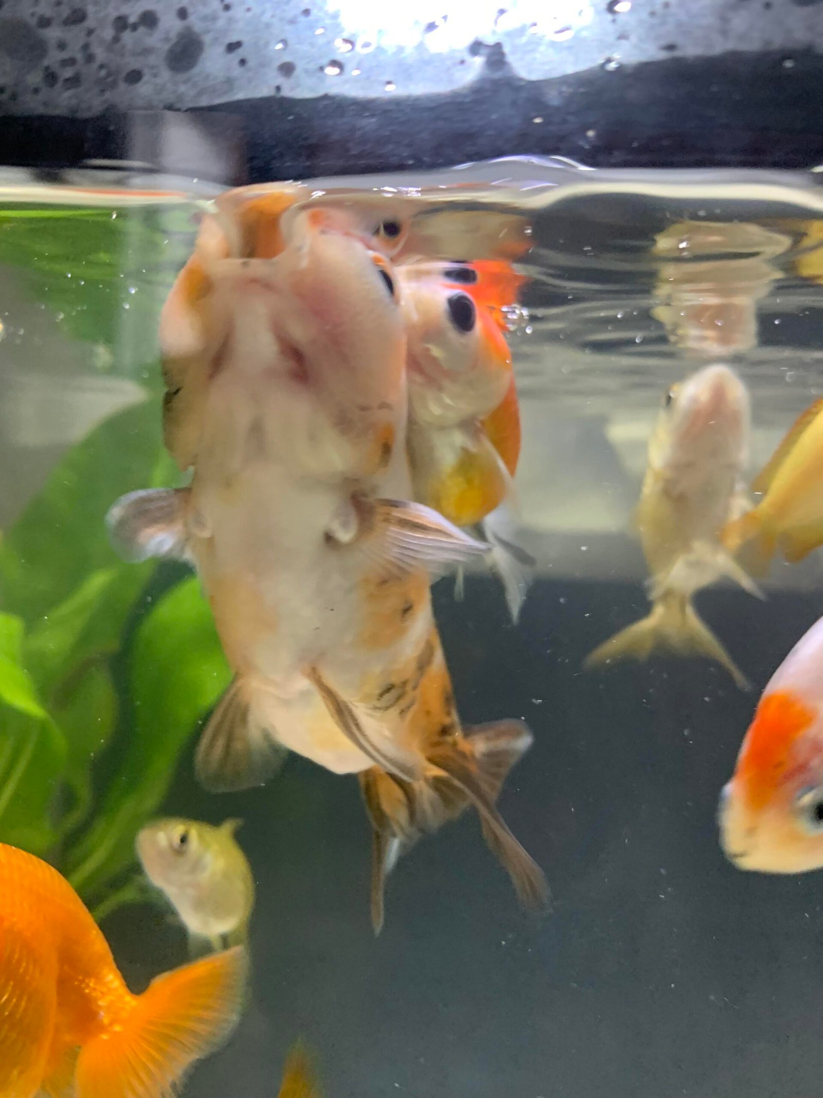 Why Does The Ph In My Aquarium Keep Going Up