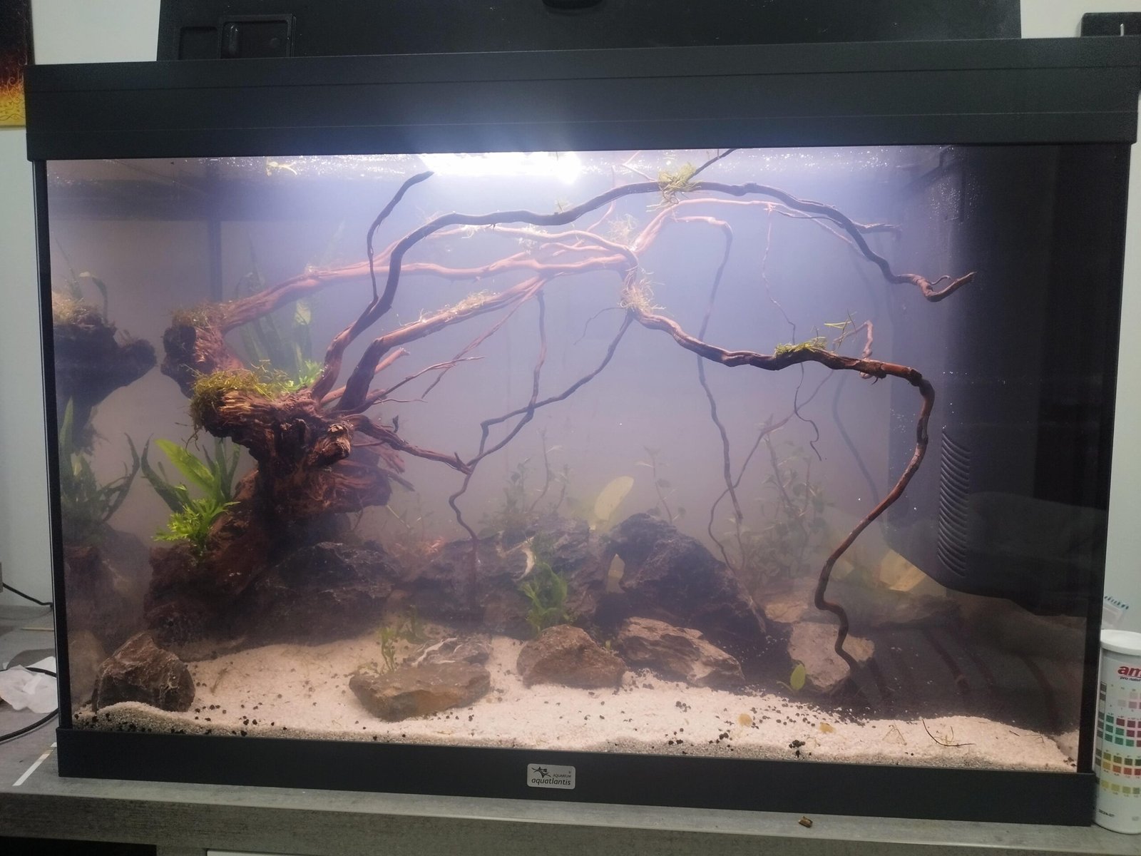 Why Is My Aquarium Water Not Clear