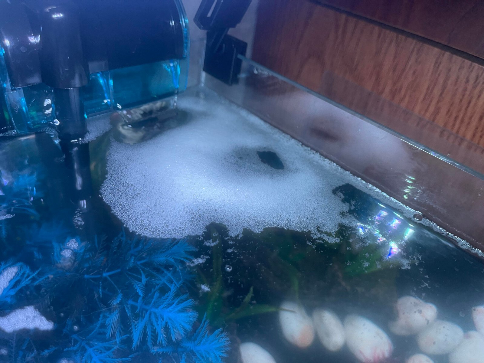 Why Is My Aquarium Water Foaming