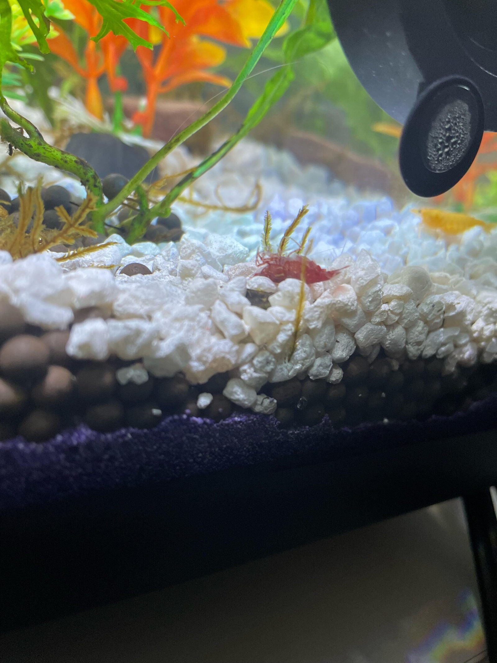 Why Shrimp Died In Aquarium
