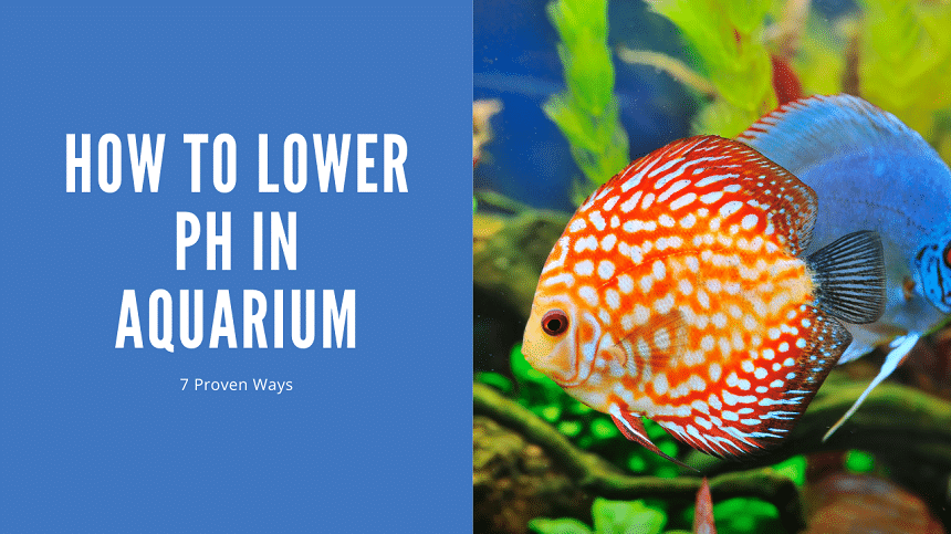 Why Is Ph Low In Aquarium