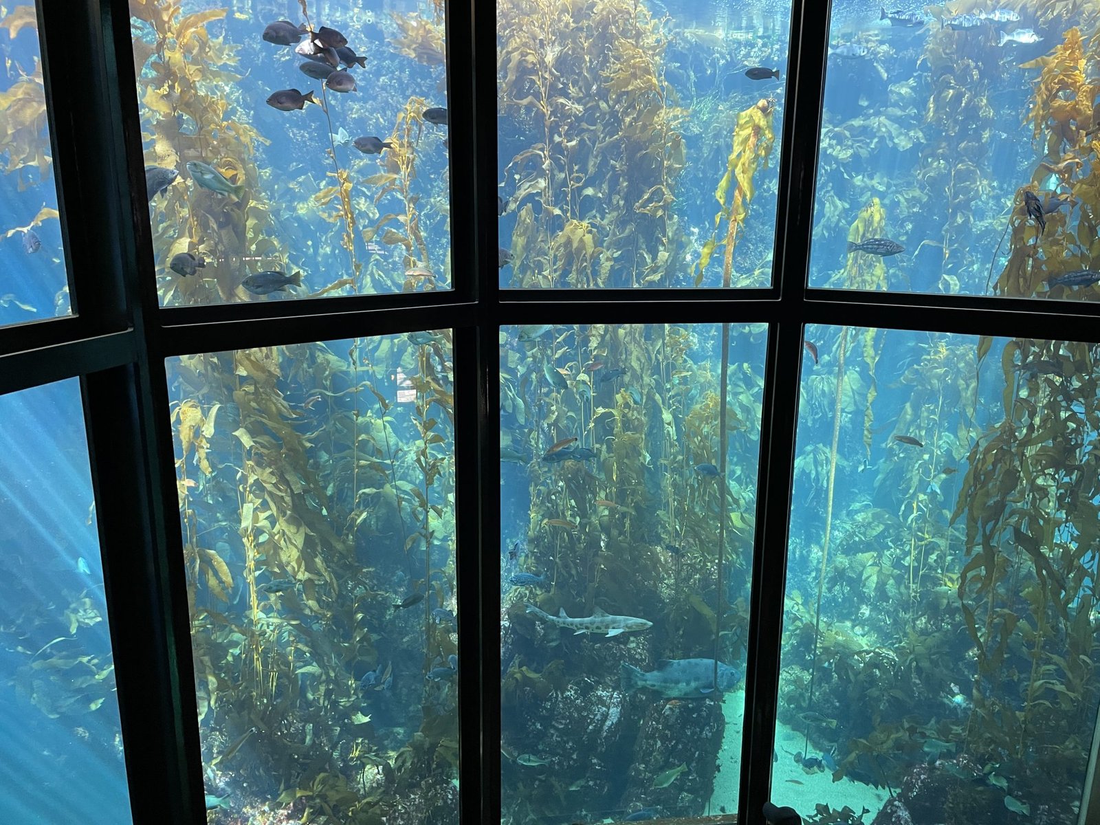 Why Is Monterey Bay Aquarium Famous