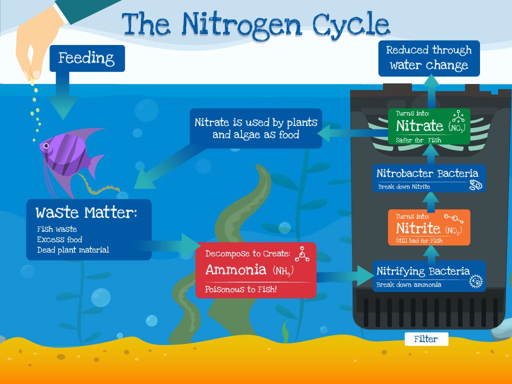 Develop Nitrifying Bacteria In An Aquarium