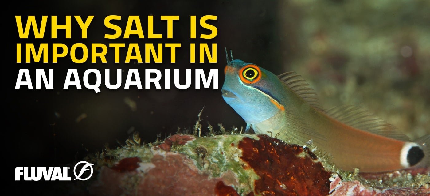 Important For An Aquarium