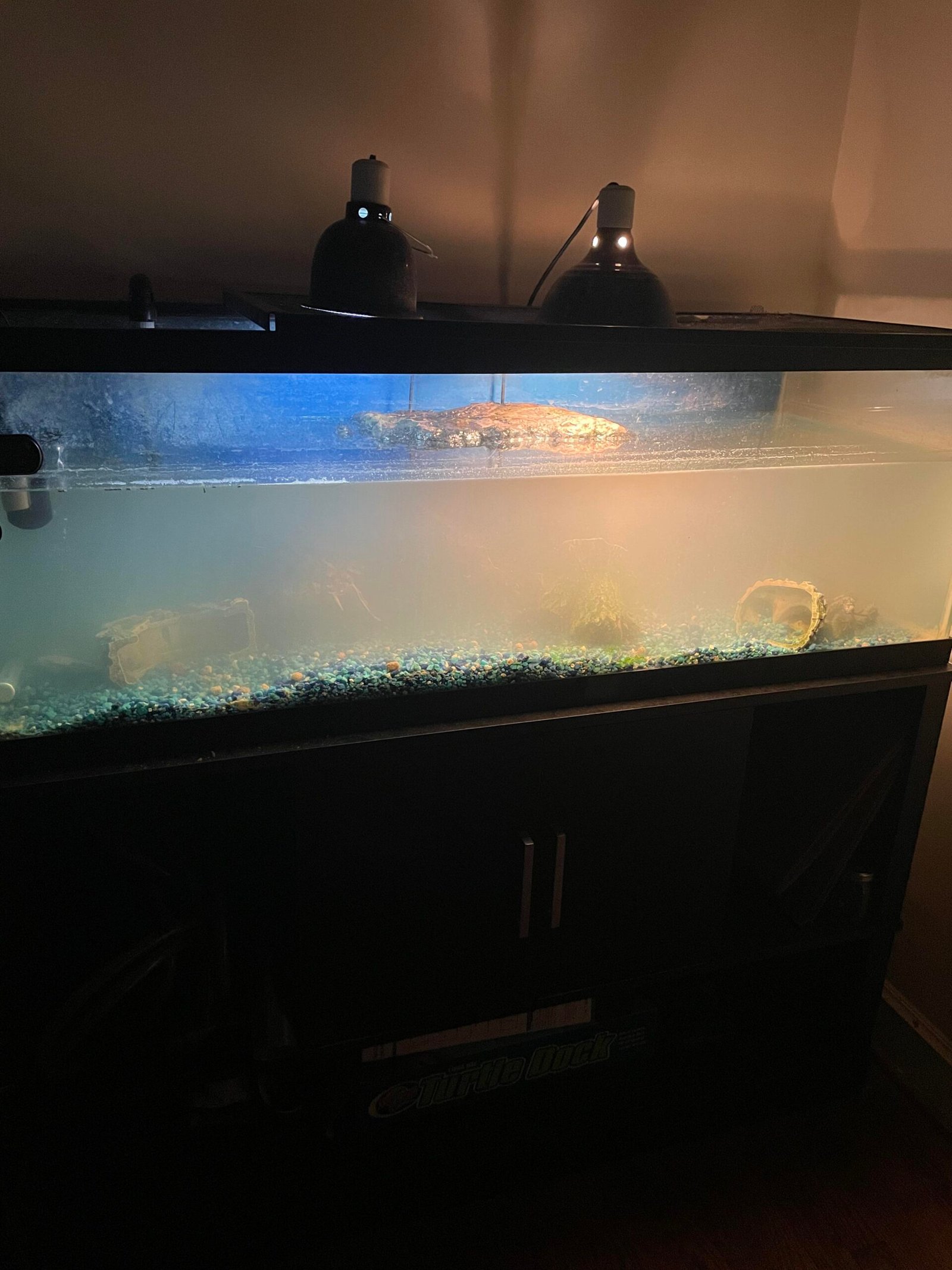 Why Is My Turtle Aquarium Cloudy