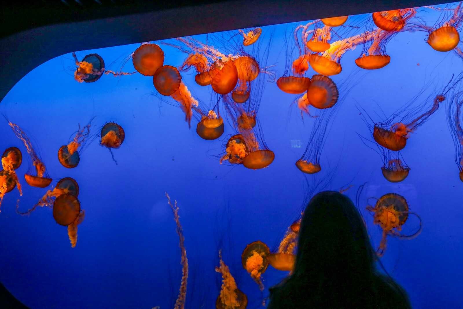 Why Is The Monterey Bay Aquarium So Expensive