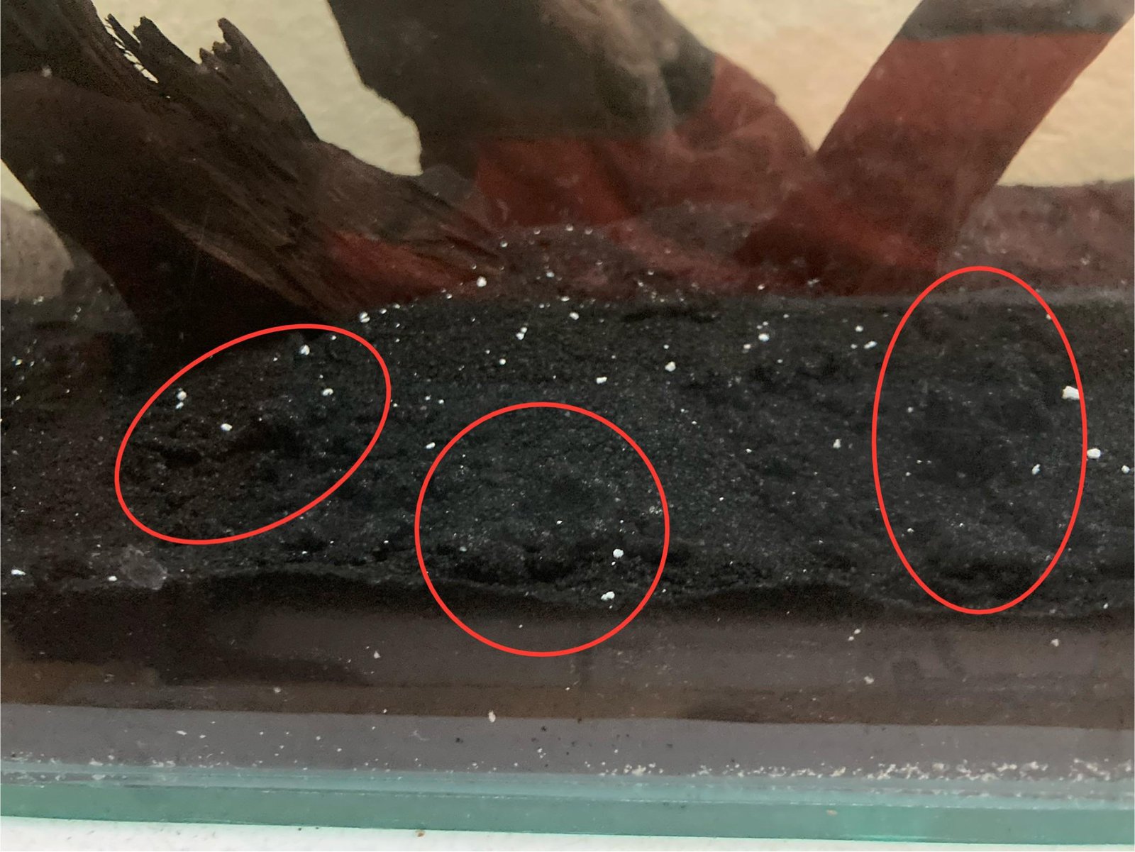 Why Is My Aquarium Sand Floating