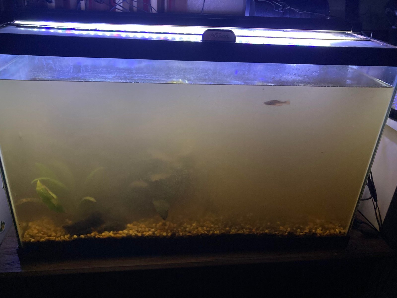 Why Does The Aquarium Water Get Cloudy