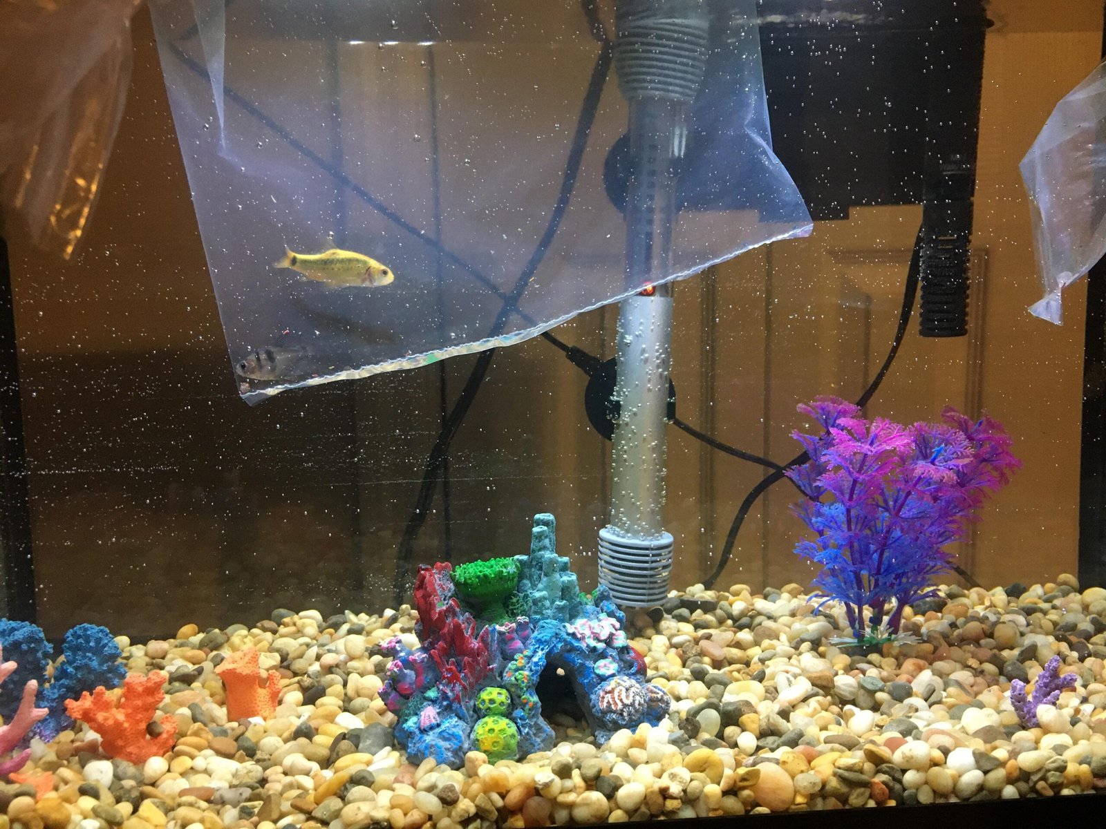 Why Does My Aquarium Have Bubbles