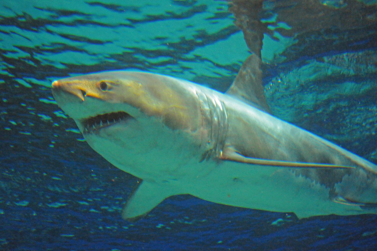 Why No Great White Shark In Aquariums