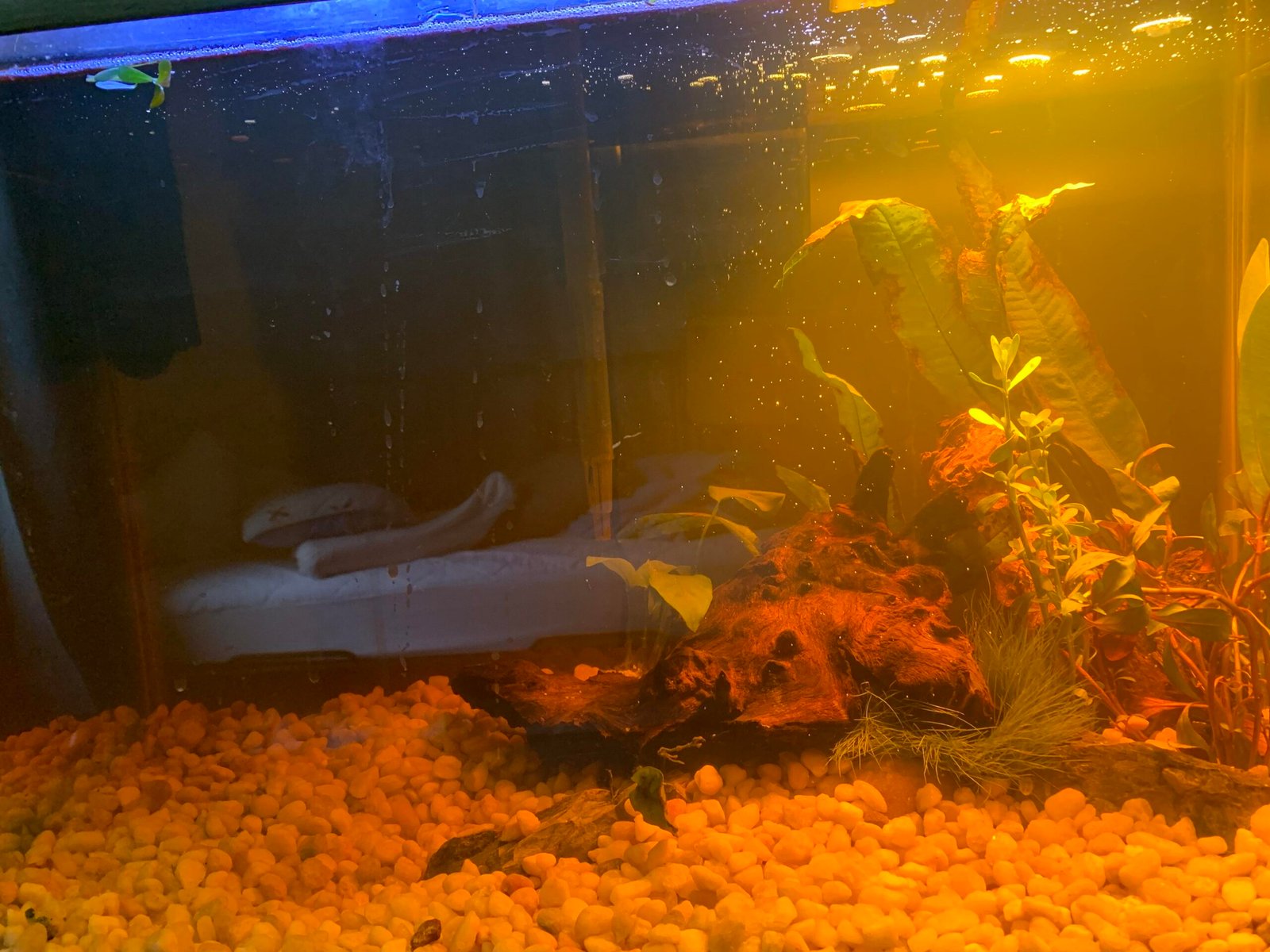 Aquarium Glass Turning Brown