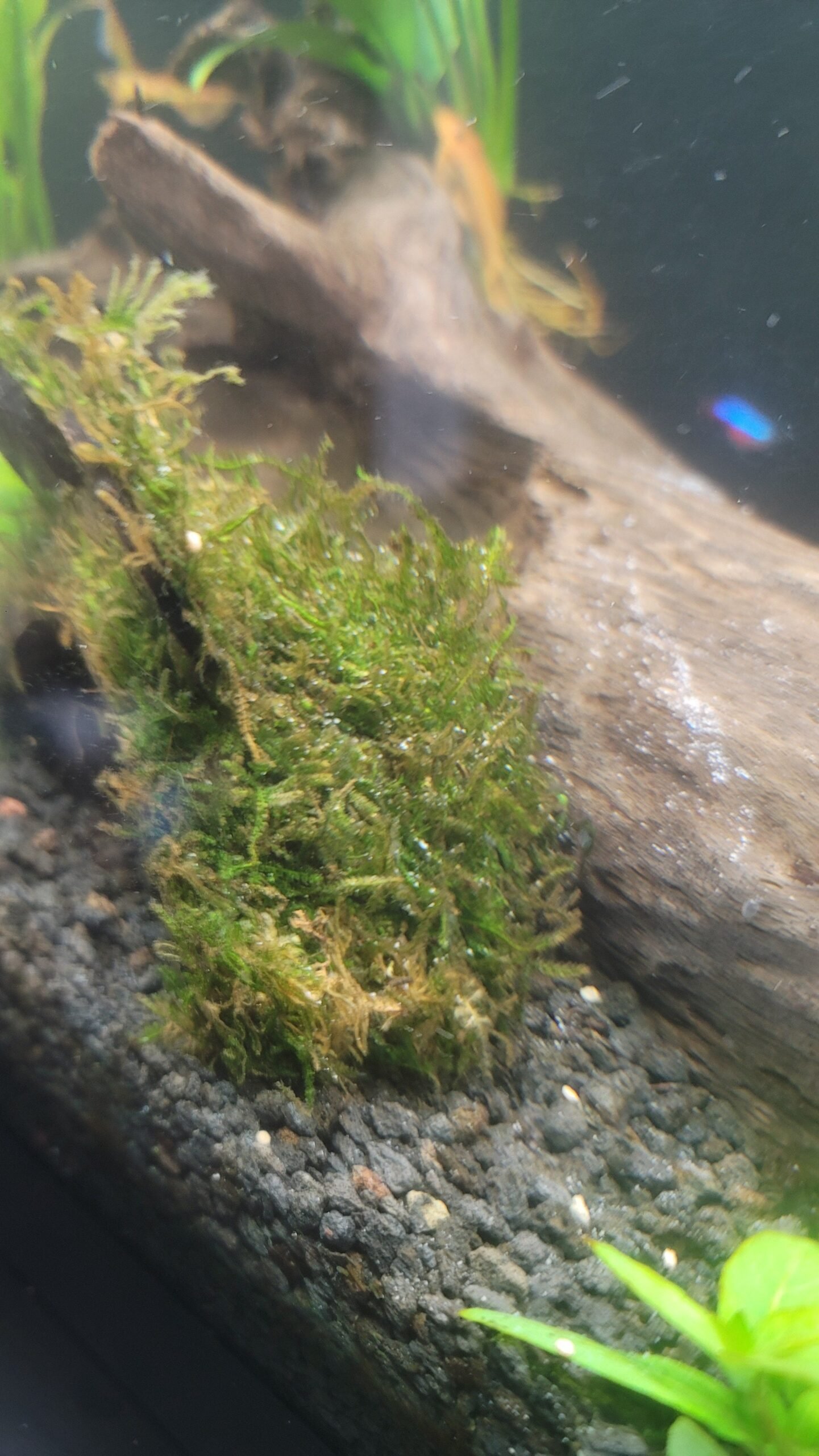 Why Is My Aquarium Moss Turning Brown
