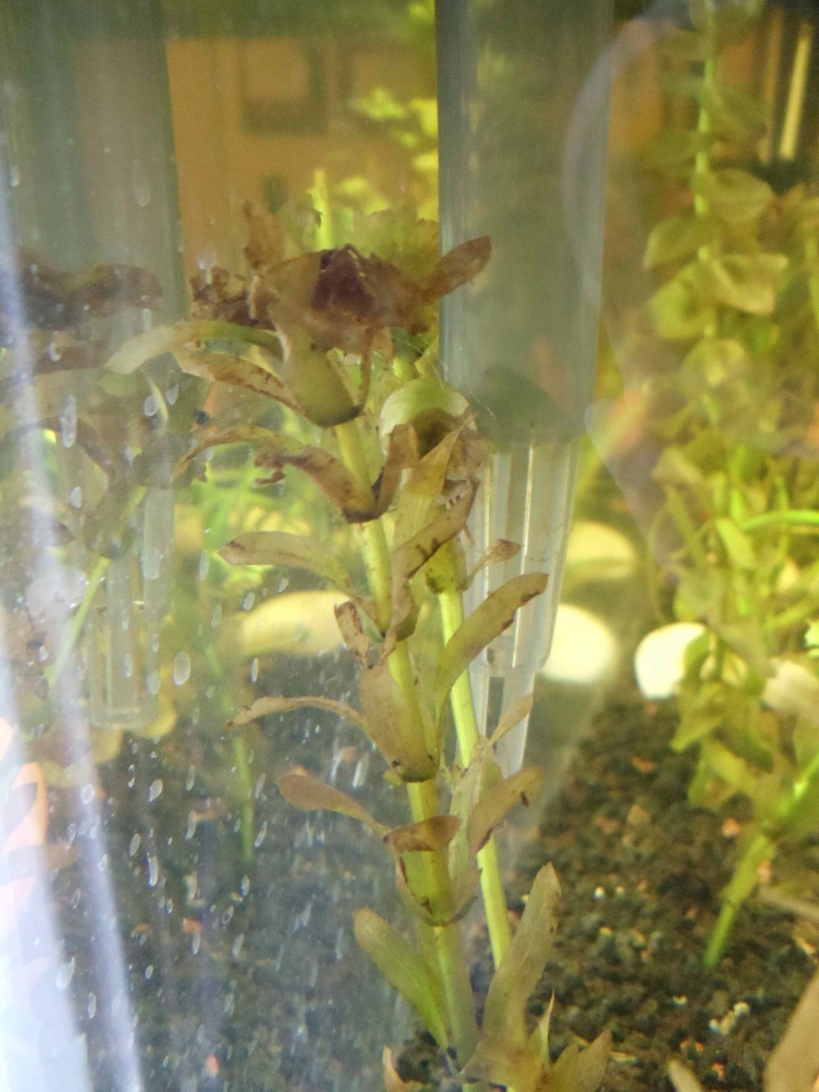 Why My Aquarium Plants Are Melting
