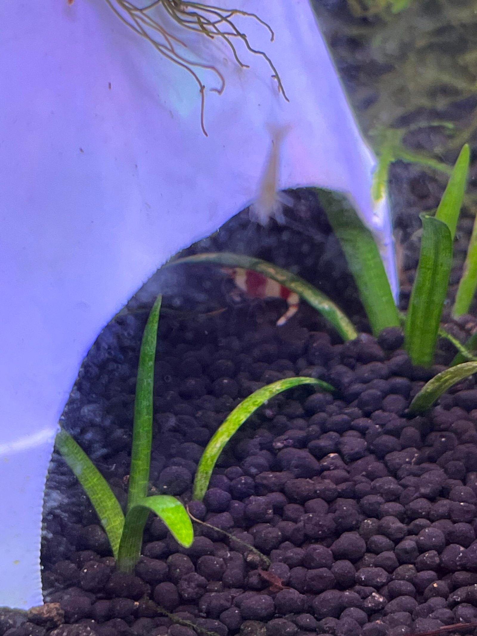 Why Do Shrimp Curl Up Aquarium: Understanding Behavior