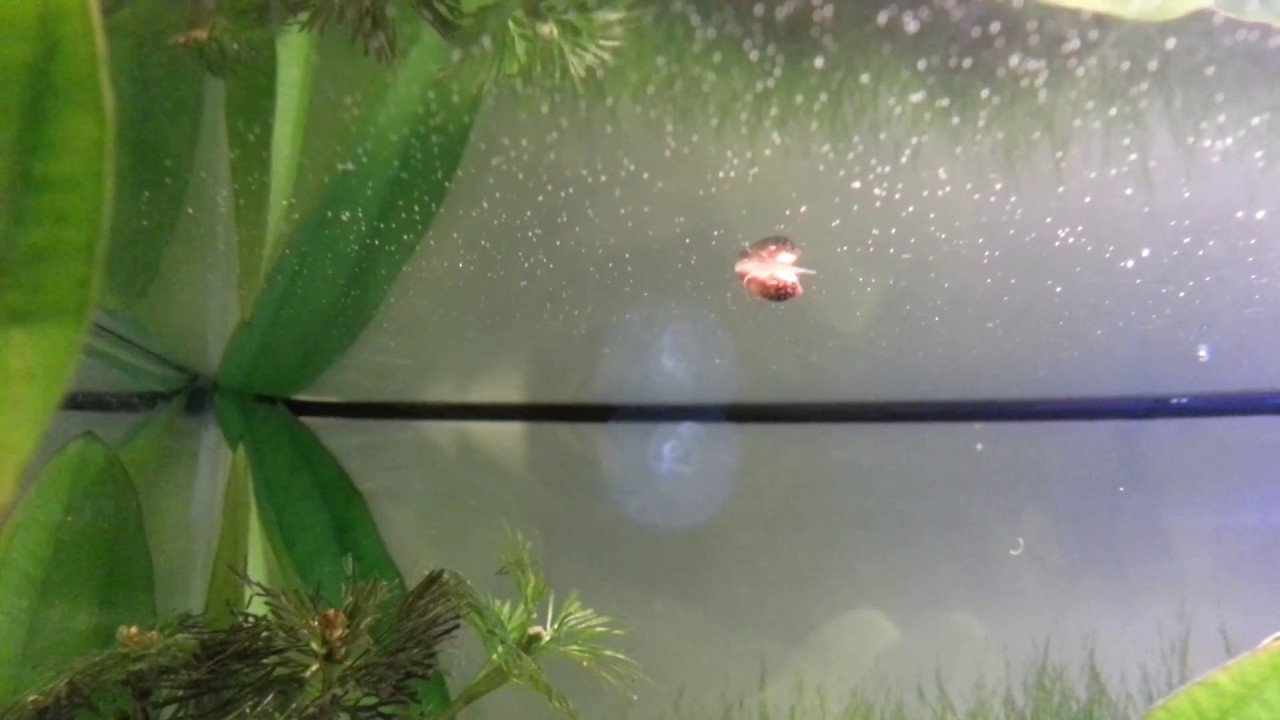 Why Is My Aquarium Snail Upside Down