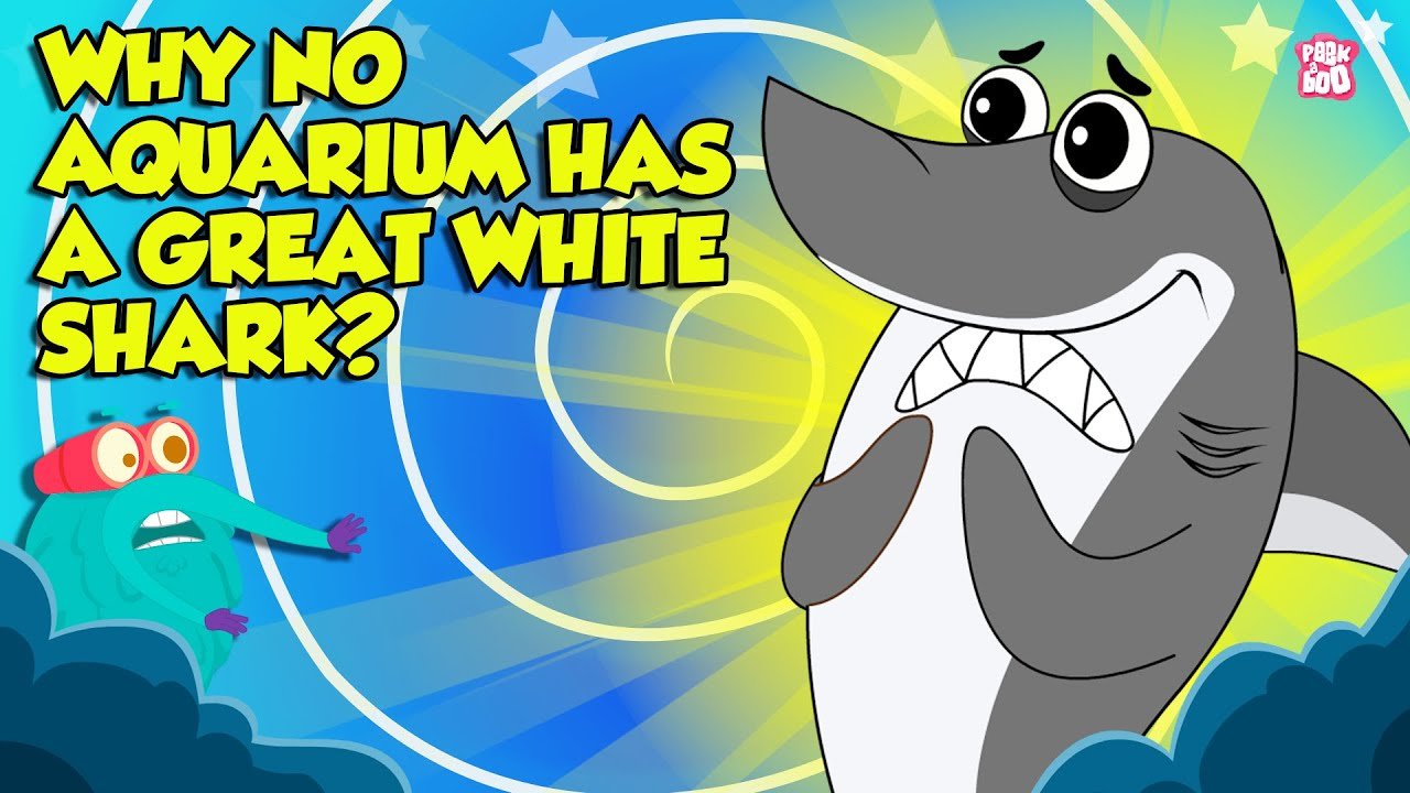Why No Aquarium Has Great White Sharks