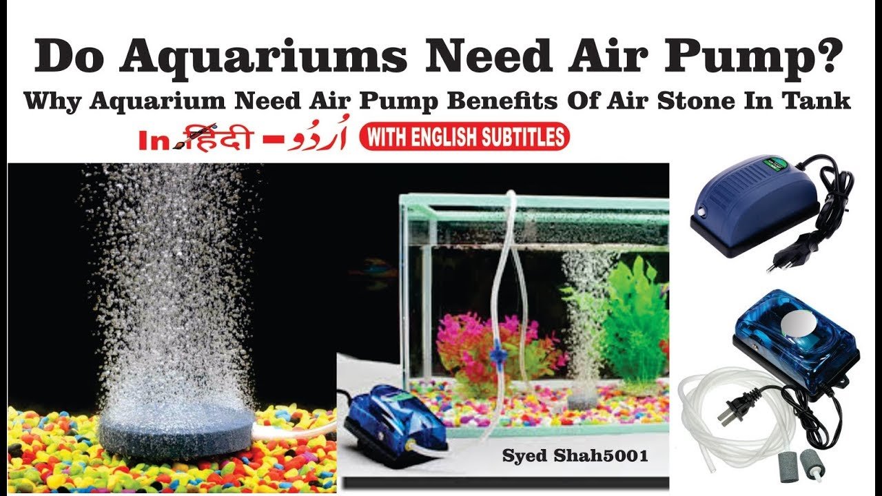 Why Is An Air Pump Needed In Aquarium