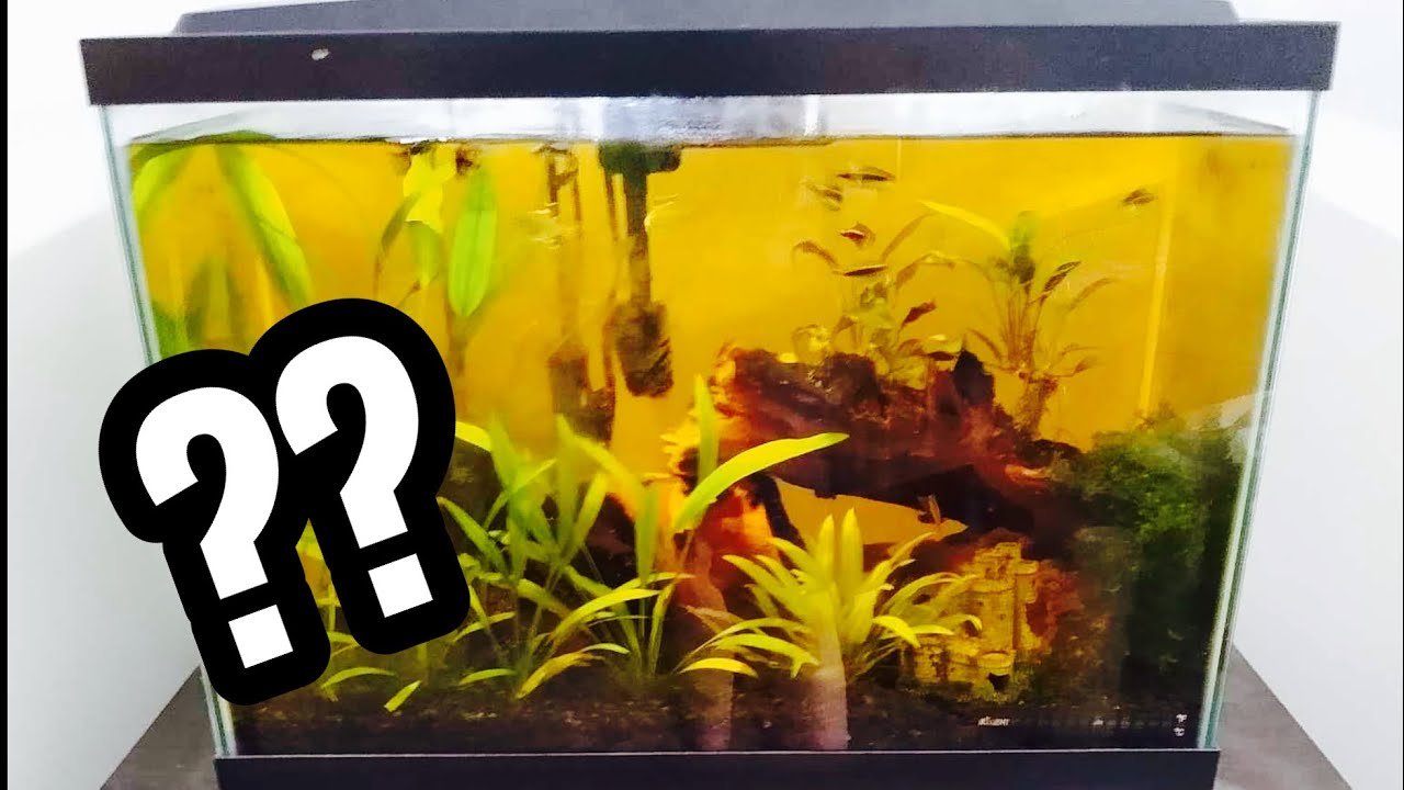 Why Does My Aquarium Look Yellow
