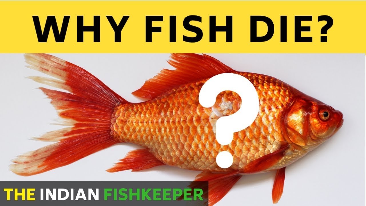 Why Fish Dying In Aquarium