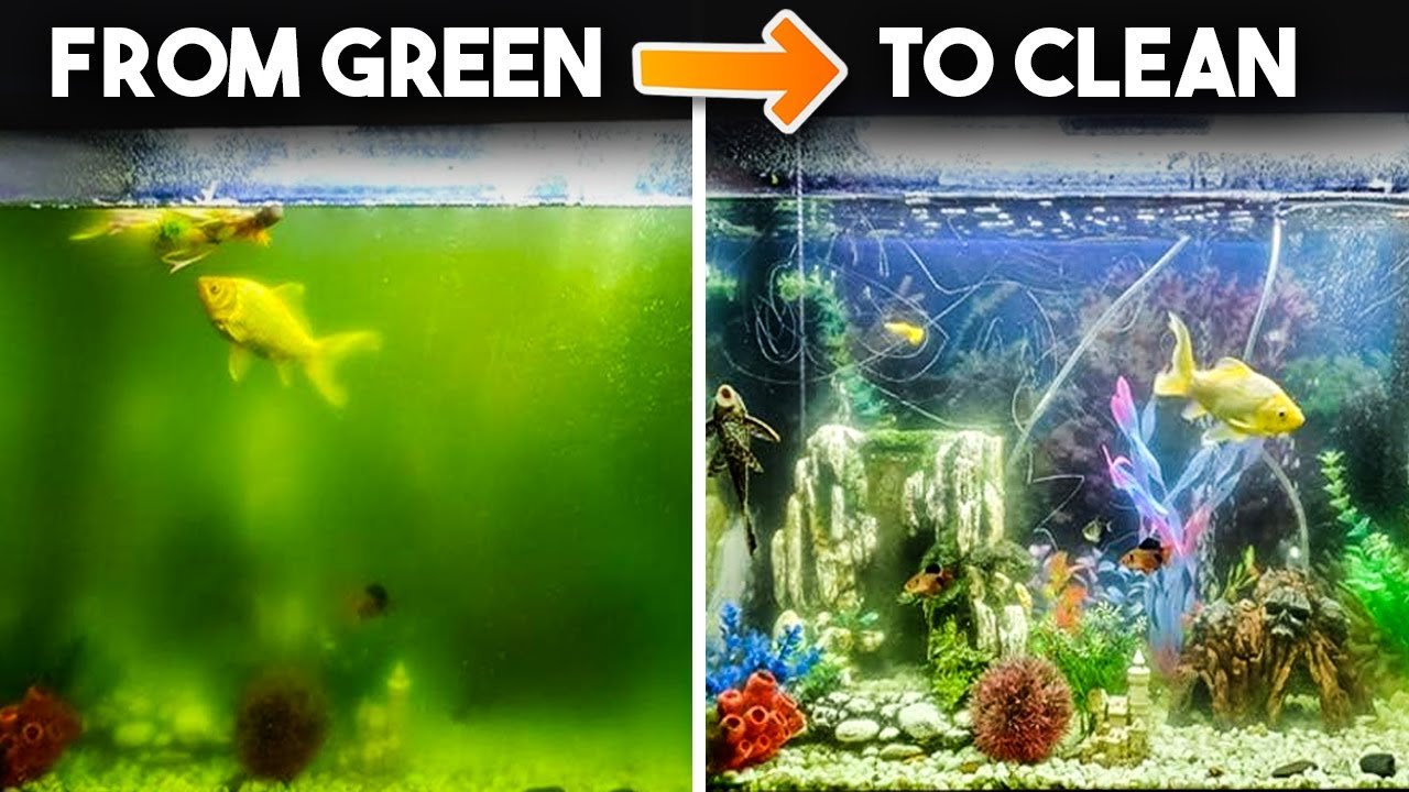 Why My Aquarium Water Turn Green