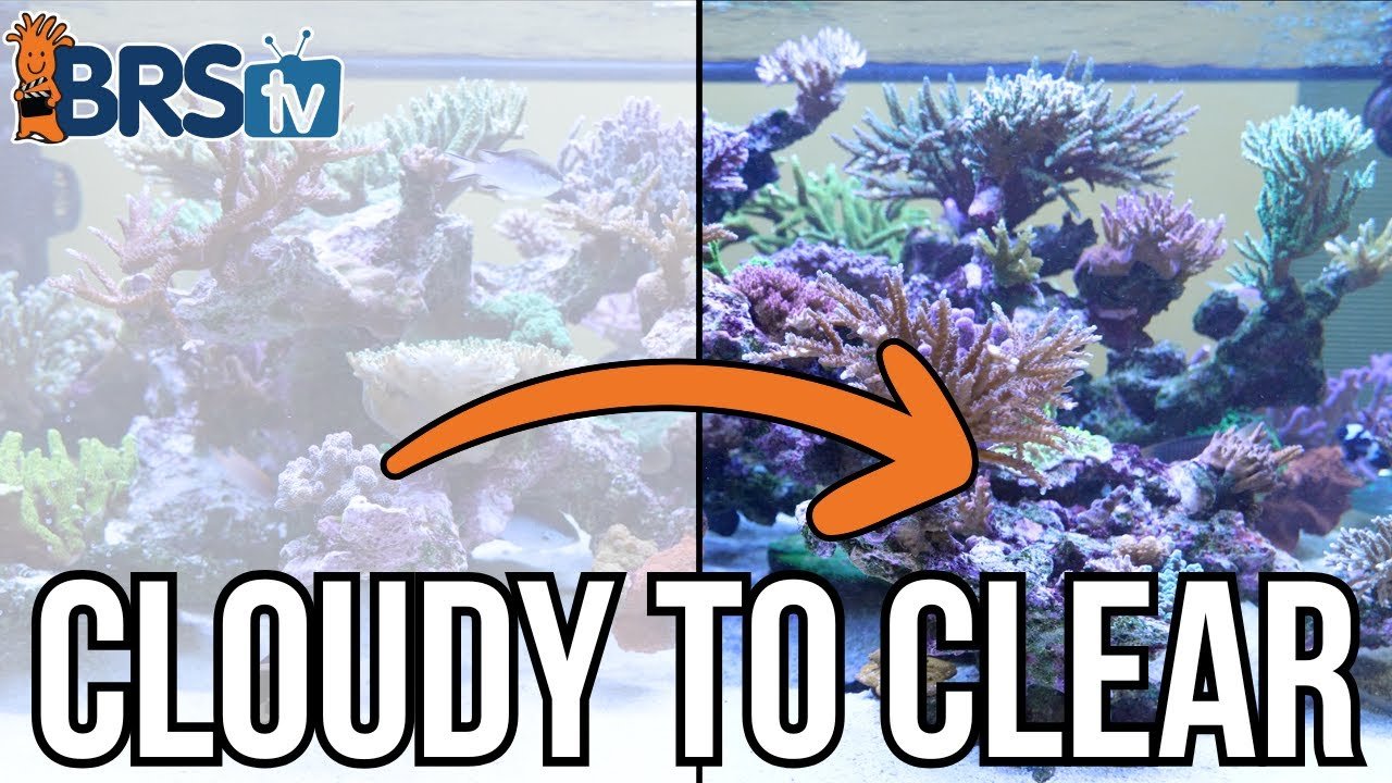 Why Is My Salt Water Aquarium Cloudy