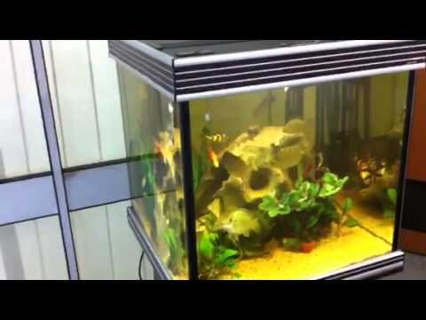 Why Does My Aquarium Water Turn Yellow