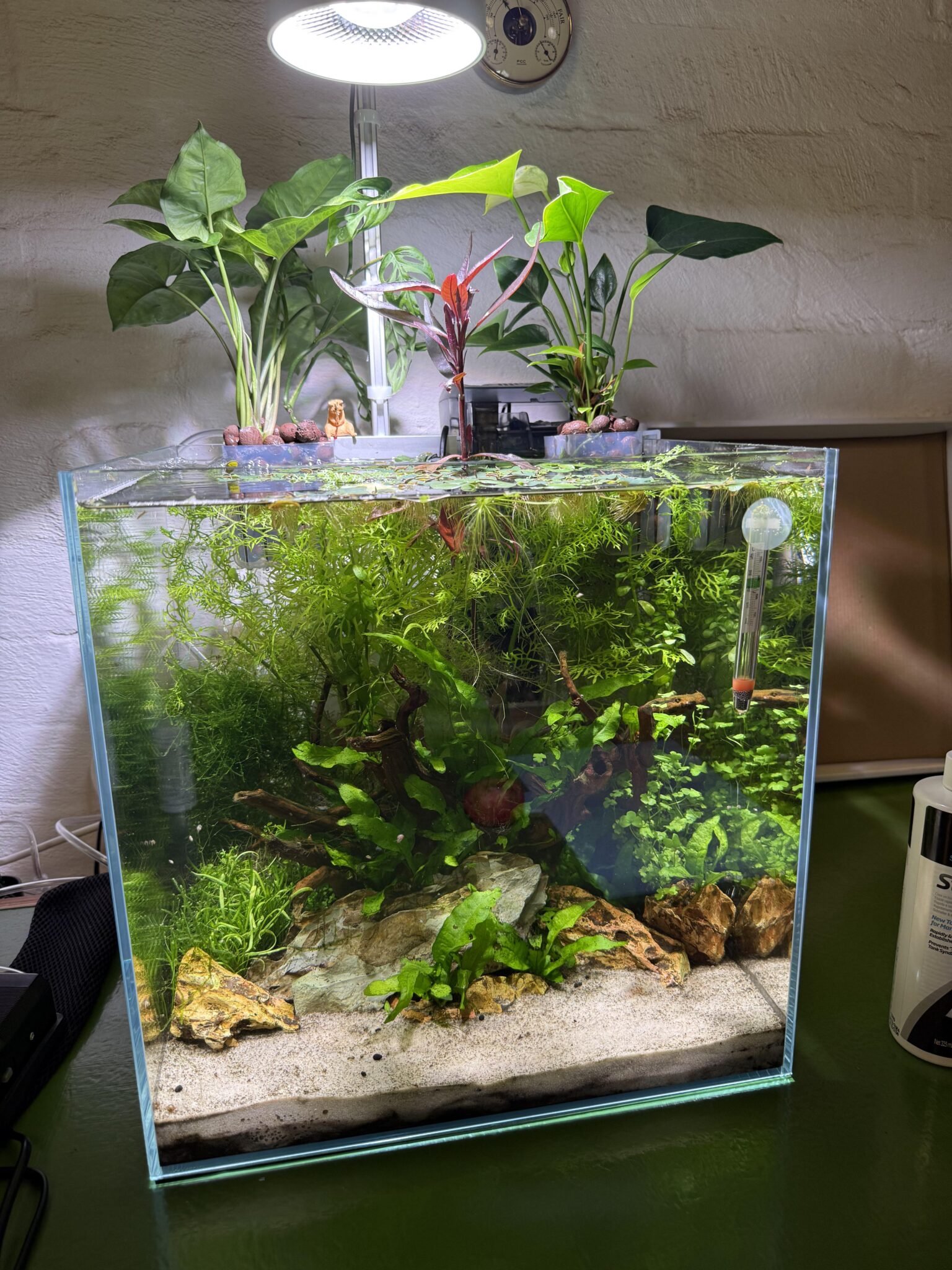 Picture of Why Is My Aquarium Water Acidic: Causes And Fixes - Aquarium Tales