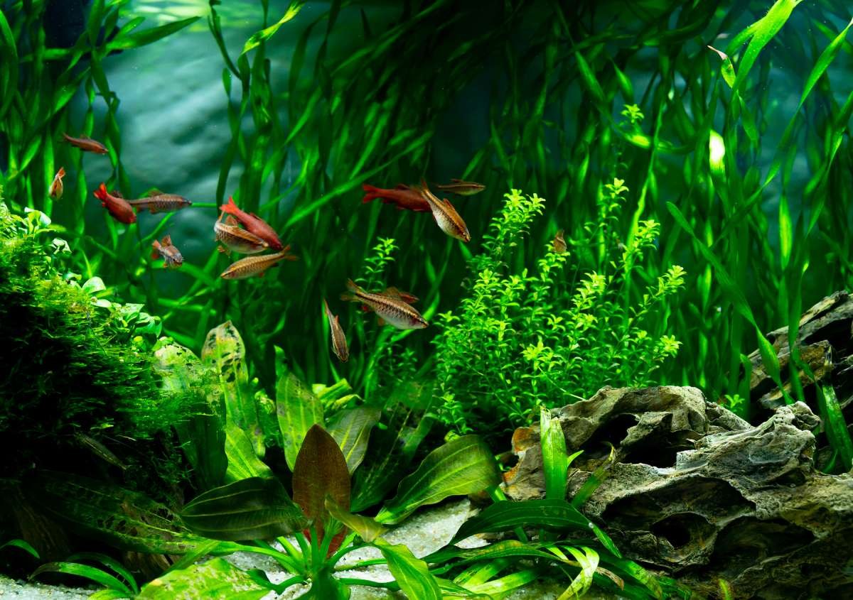 Why Is My Aquarium Water So Acidic