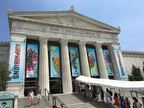 Why Is The Shedd Aquarium So Expensive