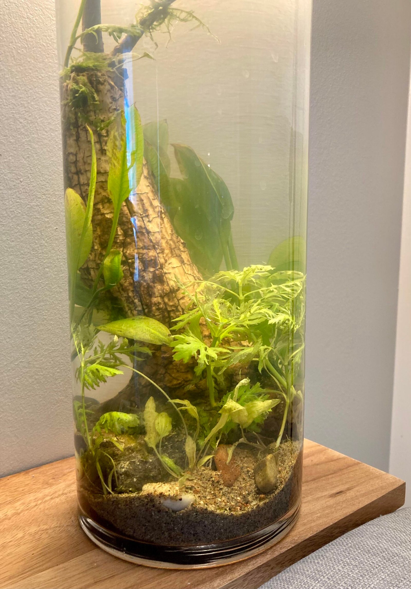 Why Does My Aquarium Water Smell