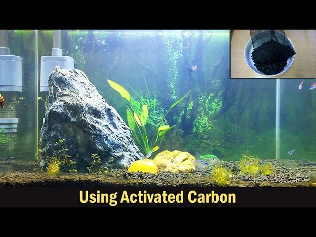 Why Use Activated Carbon In Aquarium