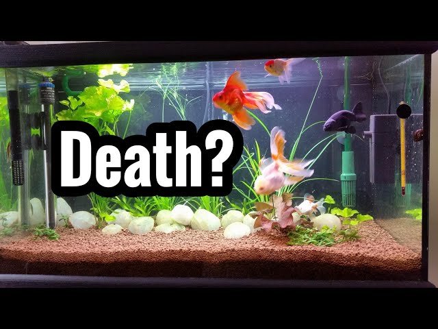 Why Goldfish Died In Aquarium