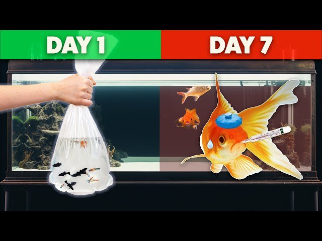 Why Fish Die In New Aquarium