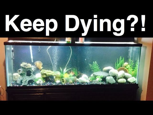 Why The Fishes Are Dying In Aquarium