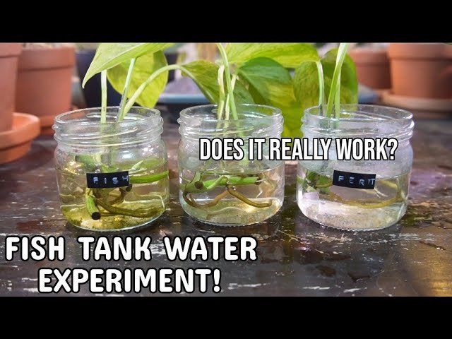 Why Is Aquarium Water Good For Plants