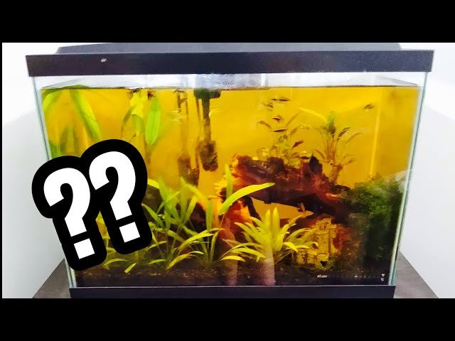 Why Does Aquarium Water Turn Yellow