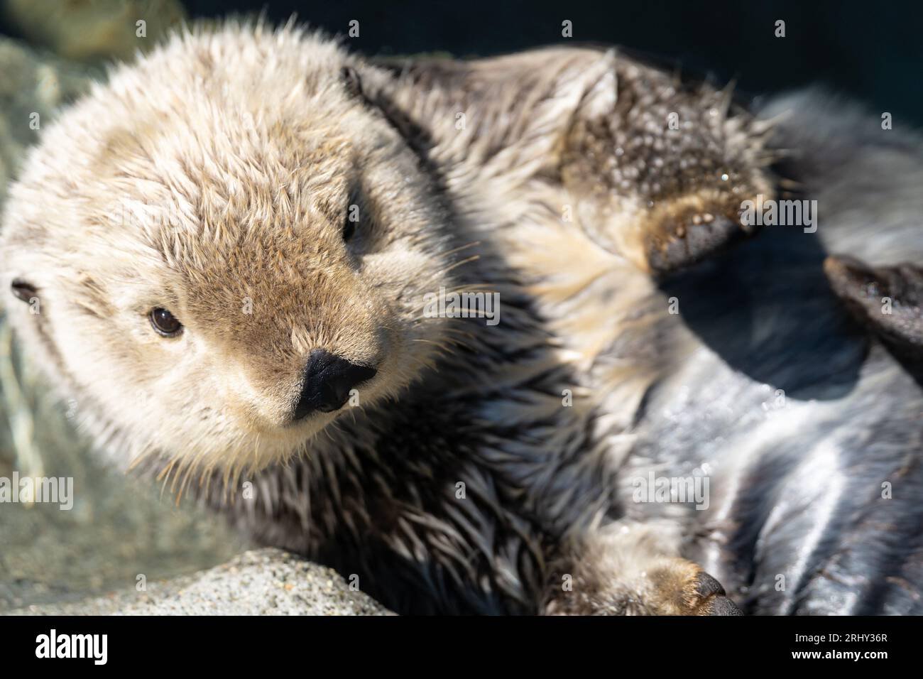 Why Is The Vancouver Aquarium Closing
