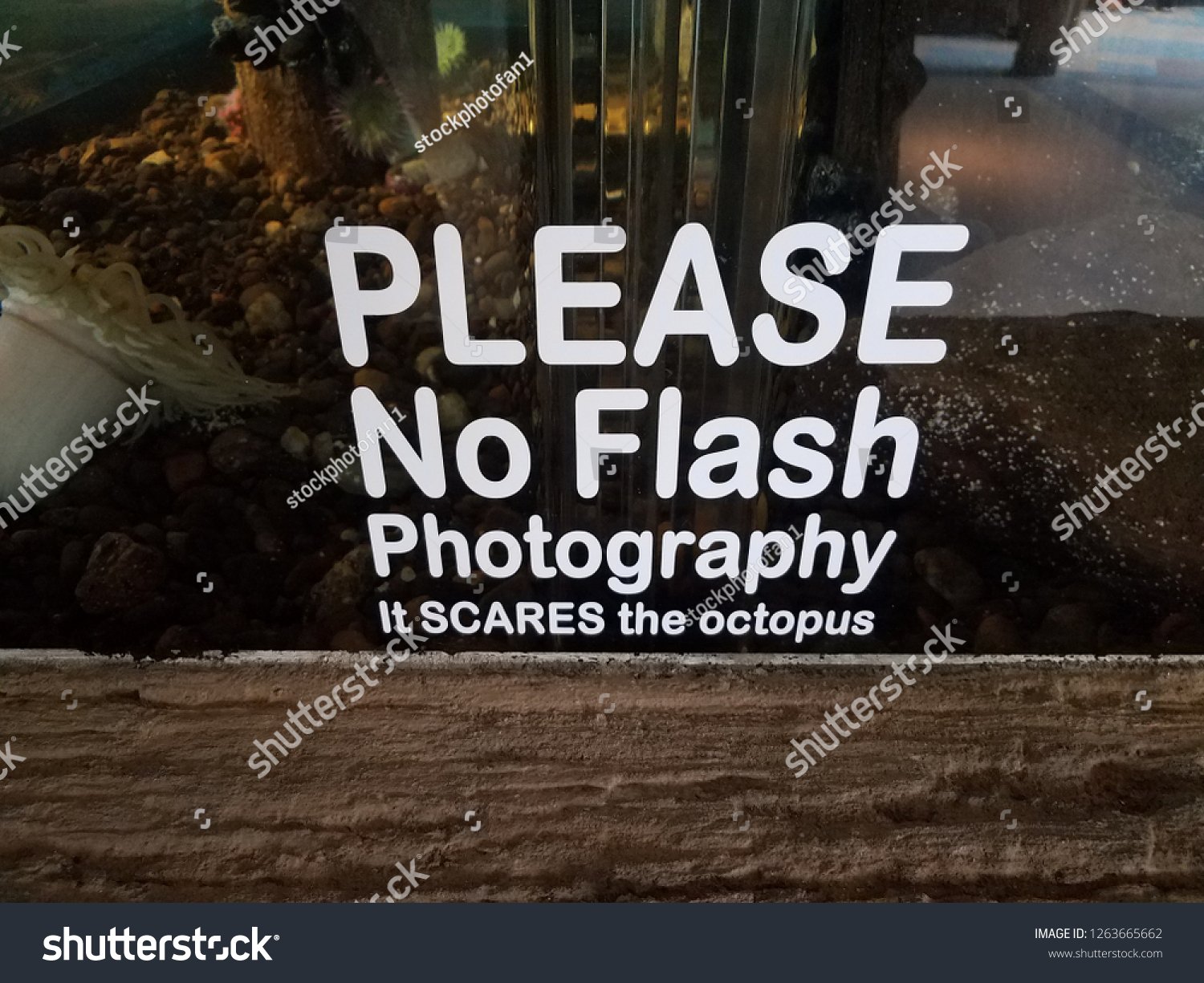 Why No Flash Photography In Aquarium