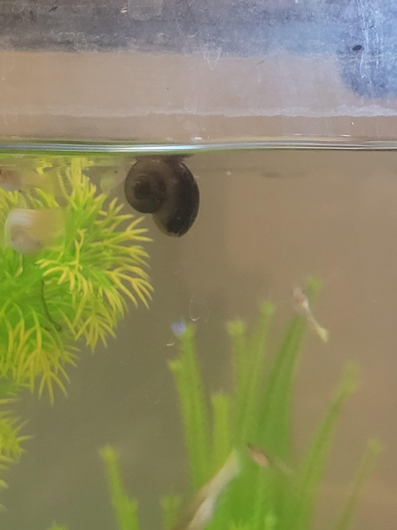 Why Is My Snail Floating In My Aquarium