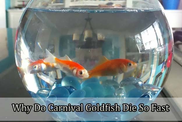 Why Goldfish Die In Aquarium