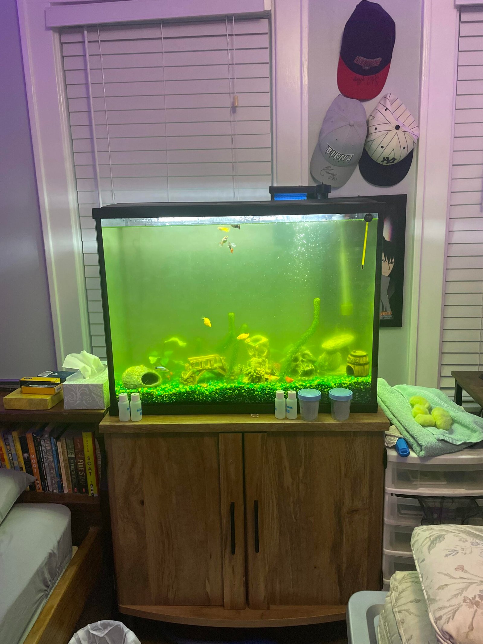 Why Does My Aquarium Water Look Green