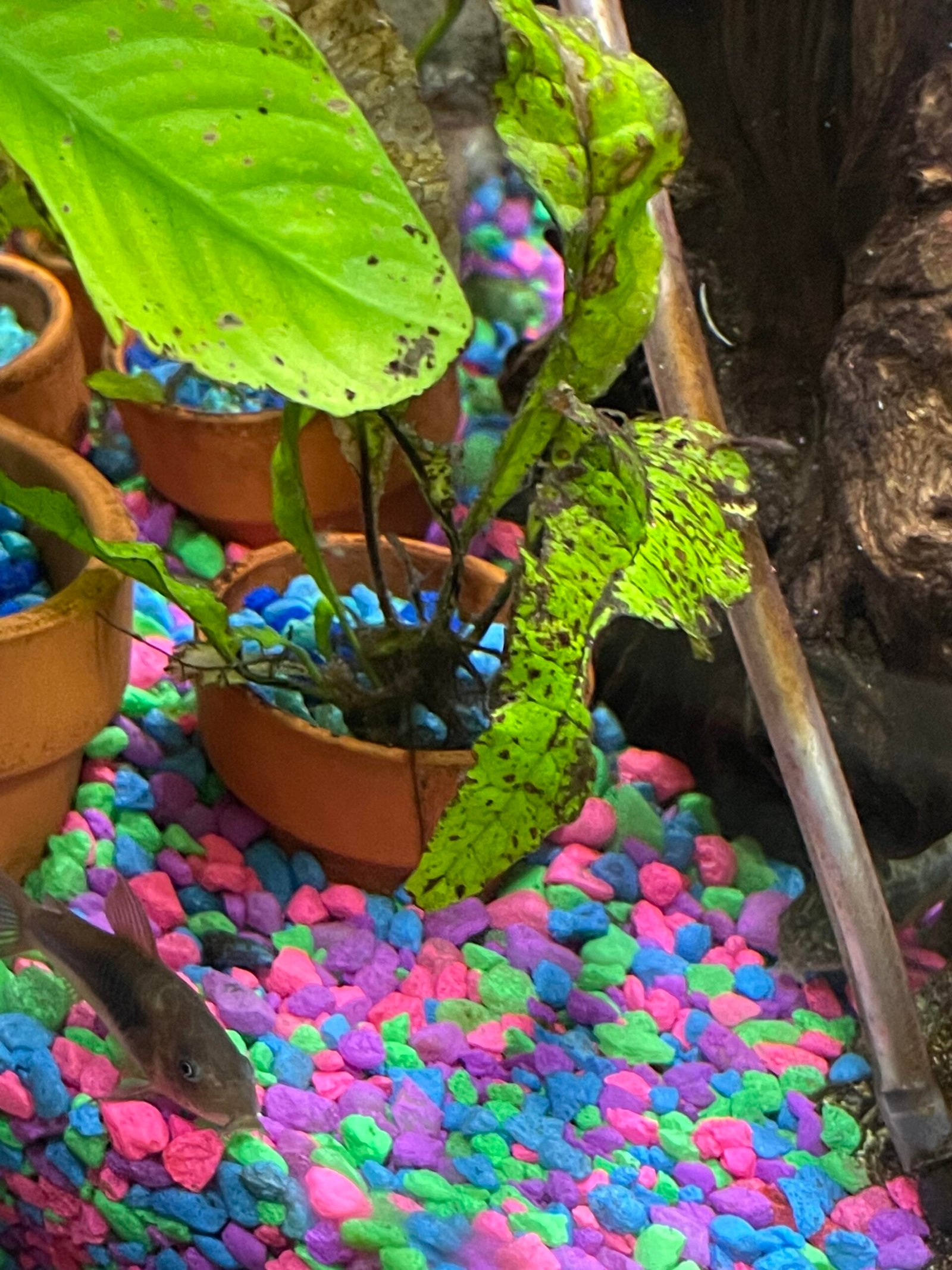 Why My Aquarium Plants Turning Brown