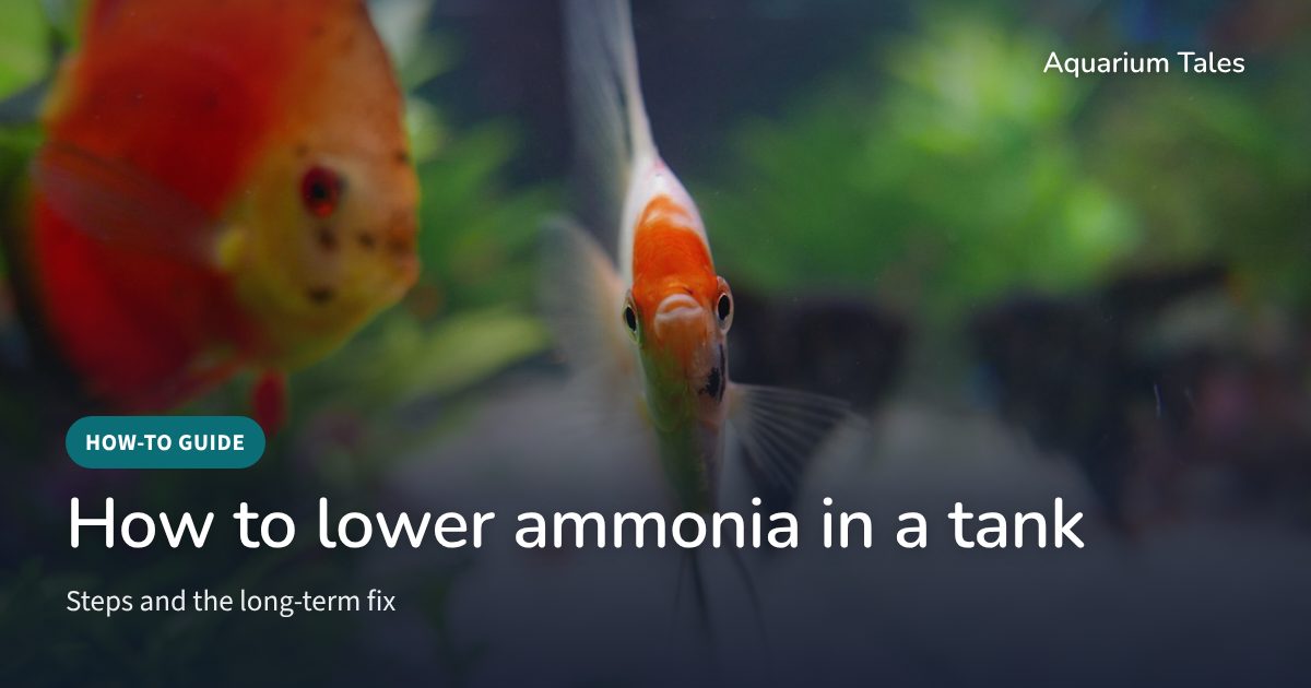 Angelfish and discus in a planted aquarium