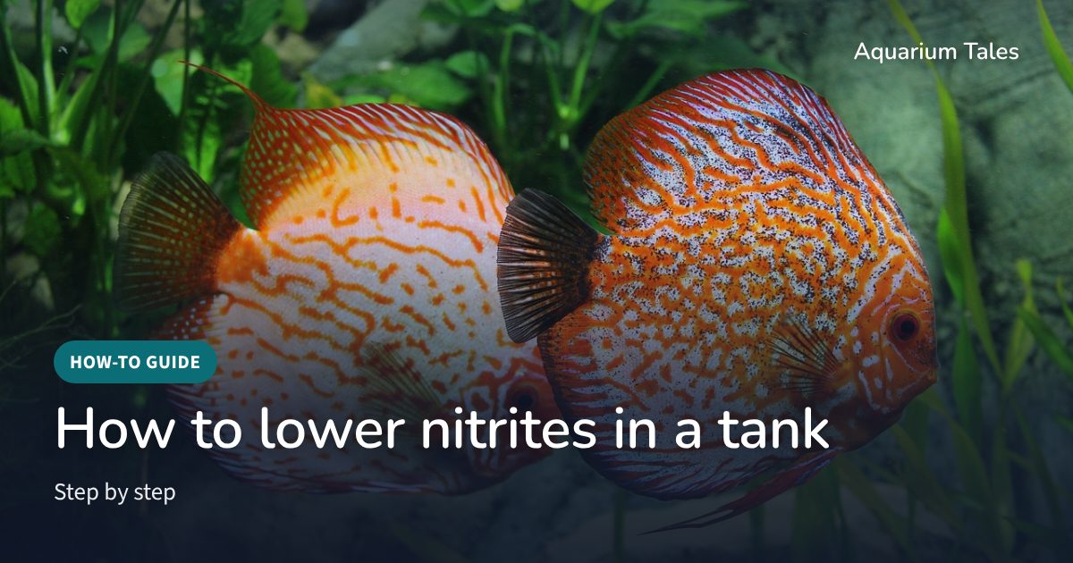Discus in a planted aquarium